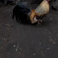 خروس فونیکس۱