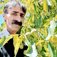 هرس و پیوند