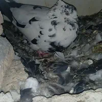 کبوتر|پرنده|کوهرنگ, |دیوار