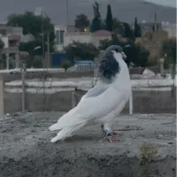 کفتر شهری یال سبز نر و یال سبز گلدار  ماده|پرنده|شیراز, ارم|دیوار