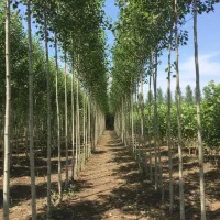 نهال صنوبر انتخاب هوشمندانه کشاورزان موفق|خدمات باغبانی و درختکاری|سنندج, |دیوار