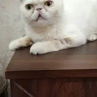 گربه عقیم شده سفید