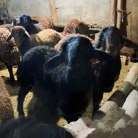 بره  نر|حیوانات مزرعه|ماهنشان, |دیوار