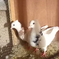 کبوتر|پرنده|ماهدشت, |دیوار