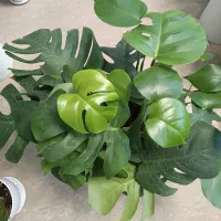 برگ انجیری|گل و گیاه طبیعی|تهران, صادقیه|دیوار