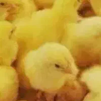 جوجه گوشتی راس. قیمت نمایندگی
