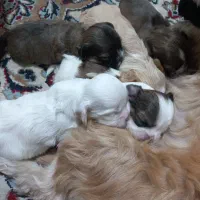 سگ شیتزو کراس