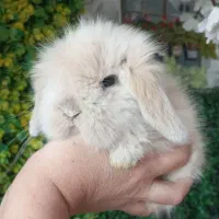 خرگوش مینی لوپ توپولی عروسک|موش و خرگوش|کرج, کرج نو|دیوار