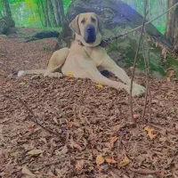 سگ کانگال وارداتی|سگ|کردکوی, |دیوار