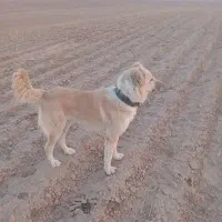 سگ نگهبان|سگ|مشهد, میان ولایت|دیوار