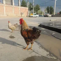 سه عدد خروس دونه ای ۱۵۰۰۰۰۰