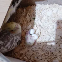 عروس هلندی نرو ماده مولد