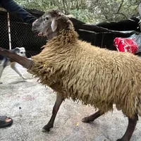 به شرط جگر سالم و نر چاق|حیوانات مزرعه|تهران, سهروردی|دیوار