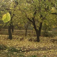 2000-متر-باغچه-چسب-بافت-نزدیک-به-تهران