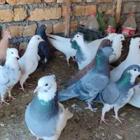 پرنده فروشی