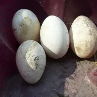 تخم قو غاز سفید|حیوانات مزرعه|رودبنه, |دیوار