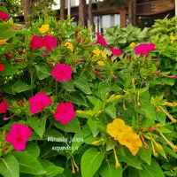 بذر گل لاله عباسی