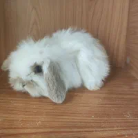 خرگوش لوپ اصیل|موش و خرگوش|زاهدان, |دیوار