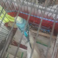 پرنده|پرنده|بجنورد, |دیوار