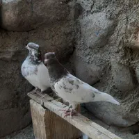 جفت کفتر کله سرخ کلاهی