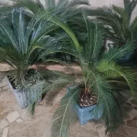 ۲ عدد سیکاس