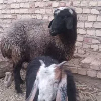 میش|حیوانات مزرعه|فردوس (خراسان), |دیوار