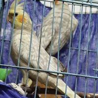 طوطی عروس هلندی