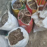 کود بلدرچین