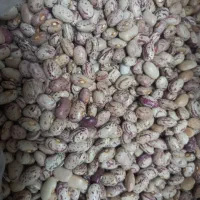 لوبیا چیتی خمین  ب شرط پخت