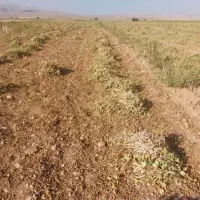 دستگاه برداشت حبوبات|ماشین‌آلات صنعتی|شیراز, دروازه اصفهان|دیوار