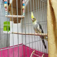 پرنده عروس