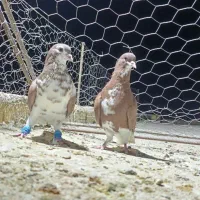 شهری نر هوایی|پرنده|شیراز, سعدیه شمالی|دیوار