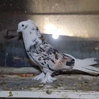 کبوتر هما|پرنده|تهران, ترمینال غرب|دیوار