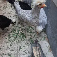 مرغ و خروس لهستانی(سلطان)|حیوانات مزرعه|قم, شهر قائم|دیوار