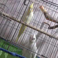 عروس هلندی مولد