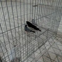 فنچ مصری نرگسی