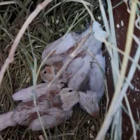 فنچ نرگسی مولد|پرنده|کارون, |دیوار