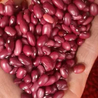 لوبیا قرمز یاقوت درجه یک خرده و عمده