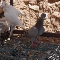 کبوتر|پرنده|جوانرود, |دیوار
