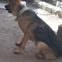 سگ ماده ژرمن