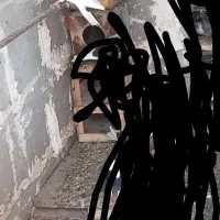 این کبوترها گم شدن دست هرکی باشه من میخرم