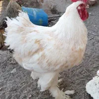 خروس