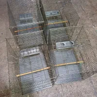 سهره قفس صفایی