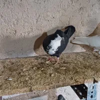 کرواتی|پرنده|شیروان (خراسان), |دیوار