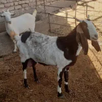 بز سانن وپاکستانی زاییده شیرمست