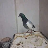 قره یهودی سبز صیدقلدر|پرنده|مشهد, شهید معقول|دیوار