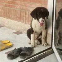 توله قهدریجانی نر ۳ ماه