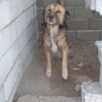 سگ های. نگهبان. واگذاری دهن پاک. به شرط|سگ|جوادآباد, |دیوار