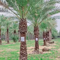 پالم فونیکس لاتانیا بزرگترین مزرعه نخل ایران