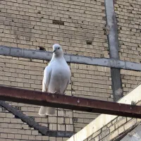 دوتا کفتر ماده|پرنده|خمینی‌شهر, |دیوار